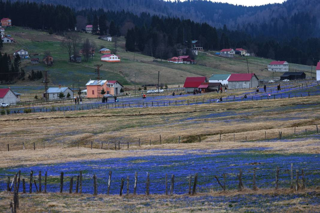 Türkiye'nin gizli cenneti mor renge büründü - Resim: 5